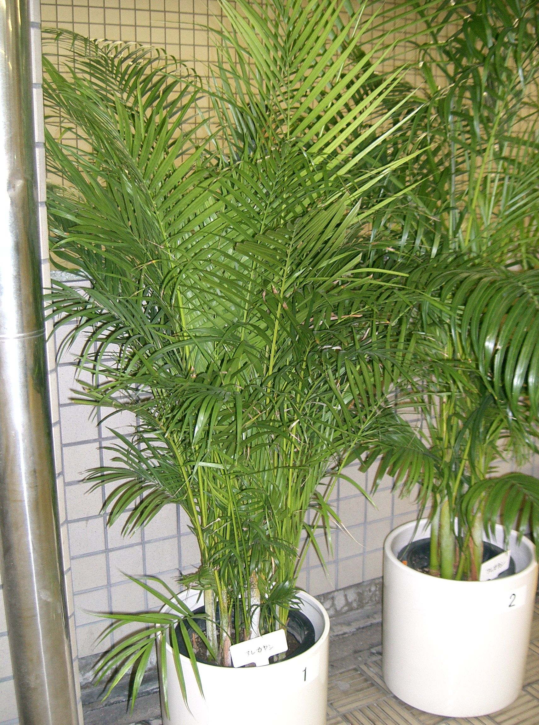 Dypsis_lutescens1